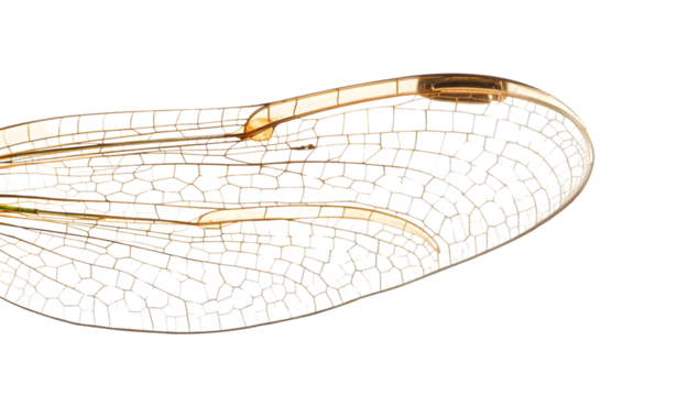 Closeup of transparent dragonfly wing with delicate veins and natural pattern on the transparent background