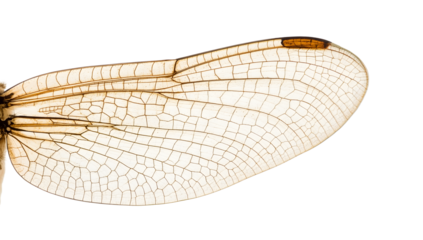 Closeup of transparent dragonfly wing isolated on the transparent background showcasing veins, structure, and natures architecture