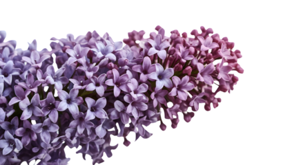 Vibrant lilac blossom with purple and pink petals isolated on the transparent background, detailed closeup of spring flowers for nature and botanical design
