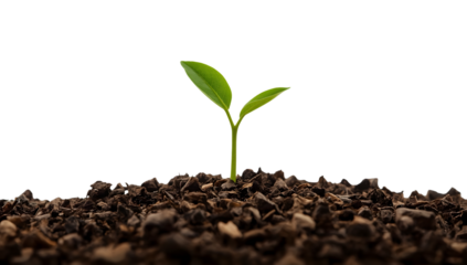 Young green seedling emerging from rich soil on the transparent background symbolizing growth, renewal, sustainability, and new beginnings