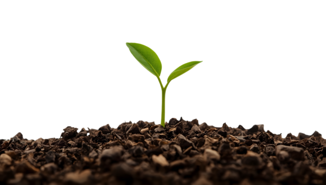 Young green seedling emerging from rich soil on the transparent background symbolizing growth, renewal, sustainability, and new beginnings