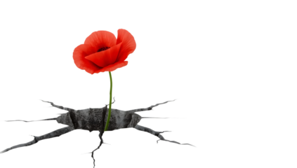Red poppy flower growing through cracked ground symbolizing resilience, hope, strength, and new beginnings on a the transparent background