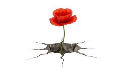 Red flower growing through cracked ground symbolizing resilience, hope, strength, and survival in difficult conditions