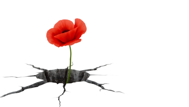 Red poppy flower growing through cracked ground symbolizing resilience, hope, strength, and new beginnings on a the transparent background