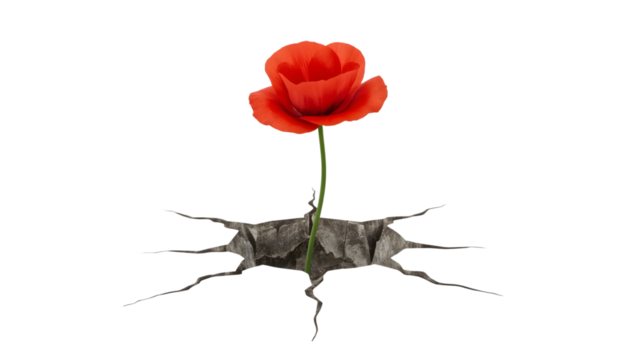 Red flower growing through cracked ground symbolizing resilience, hope, strength, and survival in difficult conditions
