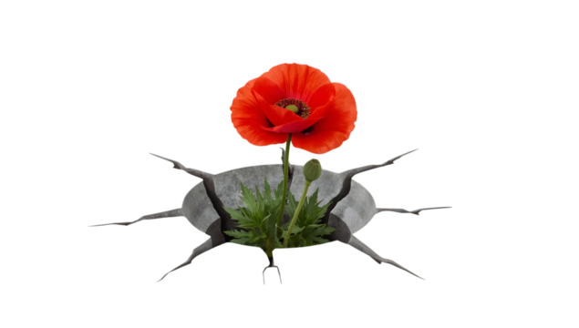 Red poppy flower growing through cracked concrete isolated on white symbolizing resilience, hope, nature, and strength