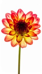 Vibrant Dahlia in Bloom: Captivating close-up of a stunning dahlia flower, its petals a brilliant mix of fiery red and radiant yellow, with intricate details enhanced by delicate backlighting.