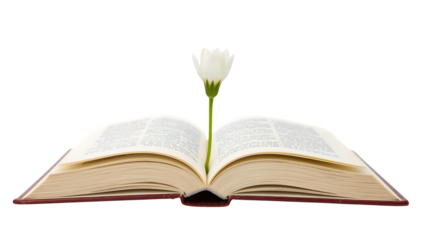Open book with blooming white flower bookmark on isolated the transparent background symbolizing knowledge growth and tranquility