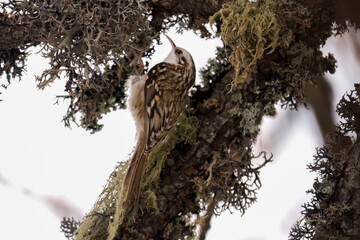 a eurasian treecreeper on the bark from a larch tree with lichen, at a autumn day