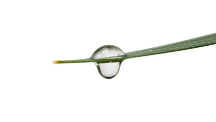 Crystal clear water droplet resting on green leaf blade isolated on the transparent background for nature and freshness concepts