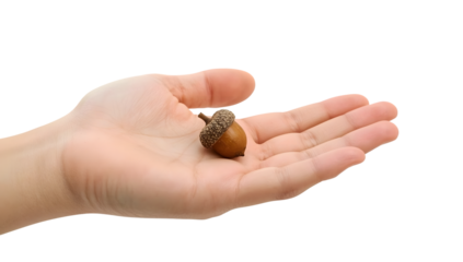 Human hand gently holding a single acorn on open palm isolated on the transparent background for nature growth concept