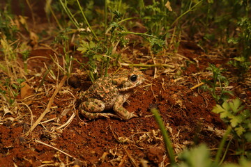 Toad on moist farmland shows warty skin with toxin glands behind its eyes, a key feature distinguishing it from smooth-skinned frogs. These glands protect against predators, while bumps aid camouflage