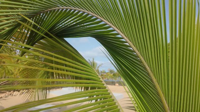 Establishing shot of palm trees blowing in the breeze against a sunny blue sky.