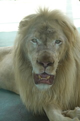 ライオン
