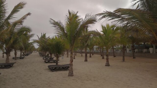 Establishing shot of empty sunbeds and palm trees blowing in the breeze on the beach on an overcast day.