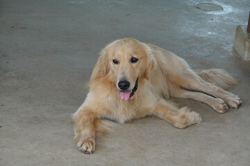 ゴールデンリトリバー