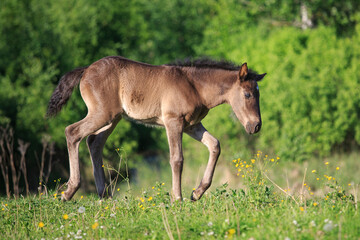 Cute horse foal in the meadow
