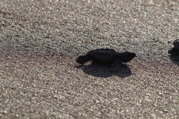 Turtle Hatchling
