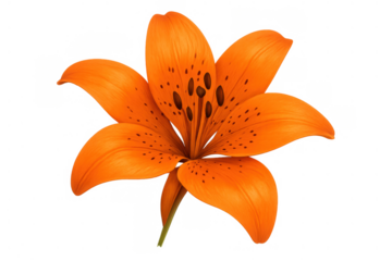 Orange tiger lily blooming, showing elegant speckled petals, stigma, and stamens, isolated with transparent background
