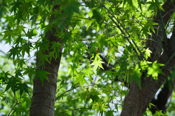 Green maple leaves under the sunlight