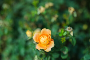 Orange roses in the sunlight