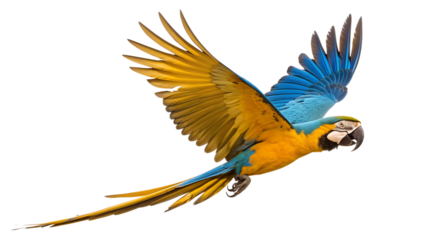 A vibrant blue and yellow macaw parrot is shown flying with its wings fully spread, isolated on a clean transparent background.
