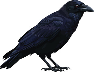 Mysterious crow perched isolated wildlife bird vector
