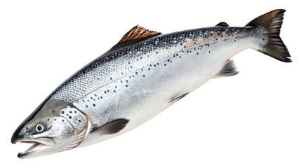 Naklejka premium A fresh, vibrant whole salmon, showcasing its natural silver scales and detailed fins, is perfectly isolated on a clean transparent background.