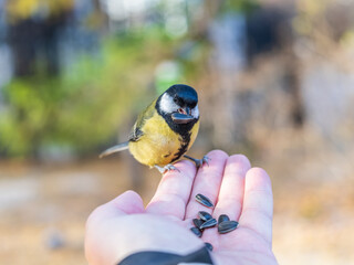 A tit sits on a man's hand and eats seeds.