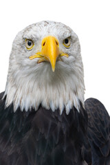 Fototapeta premium portrait of a bald eagle isolated on white background