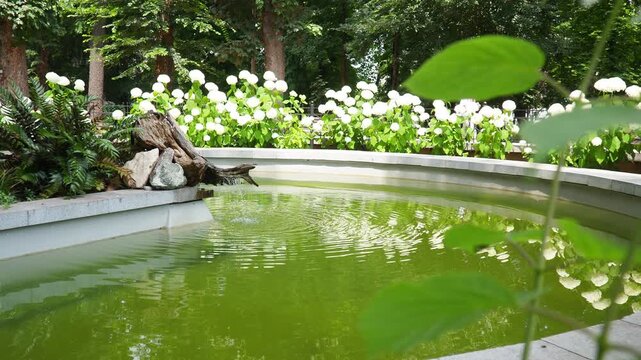 Hydrangea hortensia is a genus of flowering plants native to Asia and Americas. Hydrangeas are popular ornamental plants, grown for their large flowerheads. A pond with a fountain and falling water