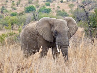 Fototapeta premium Elephant in the grasslands