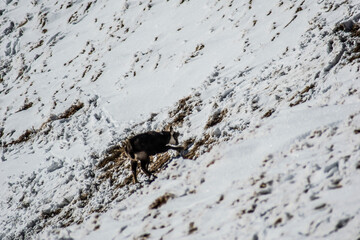 mountain goat on a mountain slope in a winter scenery