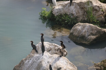 Cormorants Resting on Lakeside Rocks