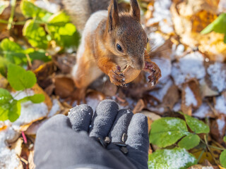 A squirrel in the autumn eats nuts from a human hand. Eurasian red squirrel, Sciurus vulgaris