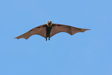The flying fox, a fruit eater, is native to Southeast Asia.