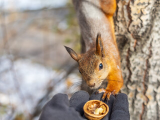 A squirrel in the autumn eats nuts from a human hand. Eurasian red squirrel, Sciurus vulgaris