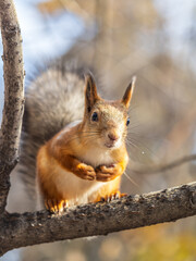 Obraz premium Squirrel sits on a branch in Autumn park