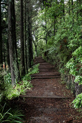 Obraz premium Empty footpath on the forest walk.