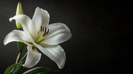 Fototapeta premium Minimalist composition of white lily on dark background, All Saints’ Day.