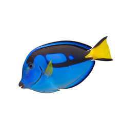 Blue Tang Fish isolated on a transparent background