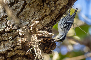 Black and white warbler (Mniotilta varia) in southwest Florida