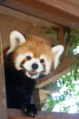 レッサーパンダ