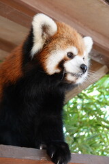 レッサーパンダ