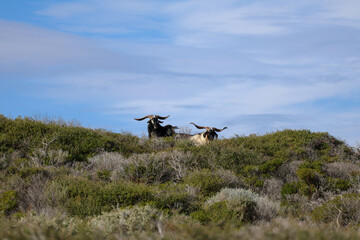 Wild goats with large horns on a hill under a blue sky