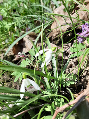 spring in the forest
