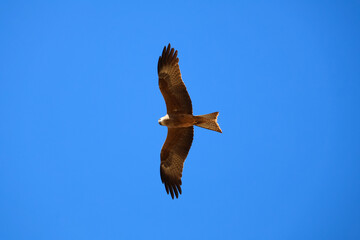 Bird of Prey Soaring in Clear Blue Sky