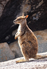 Rock wallaby standing alert on rocky terrain