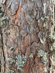 tree bark texture