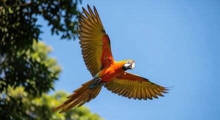 Vibrant Scarlet Macaw Soaring Gracefully with Outstretched Wings Against Bright Blue Sky.